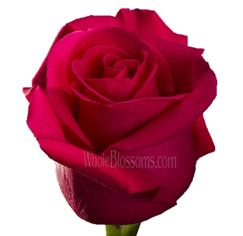 Bold Zafira hot pink roses with vibrant petals, perfect for bridal bouquets, weddings, and luxury floral displays.